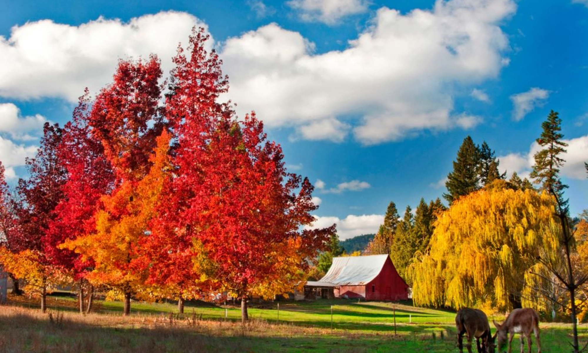 image of trees in the fall